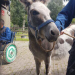 ezelin boegbeeld