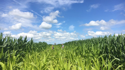 Maïsdoolhof_Meerstad